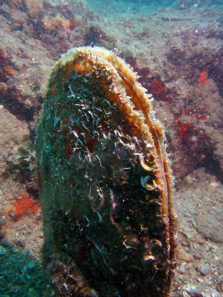 Scubadiving in Piran. Biggest and most modern dive center on the Slovenian coast.