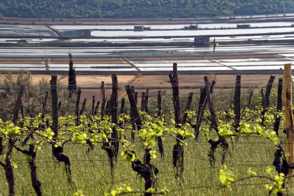 Wines of Istria - WINE TASTING Istria, Slovenia