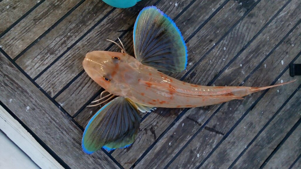 Sea Fishing Slovenia; Common Pandora, Mackrel, Golden Mackarel, Cuttlefish and Squid, Piper Gurnard, Whiting