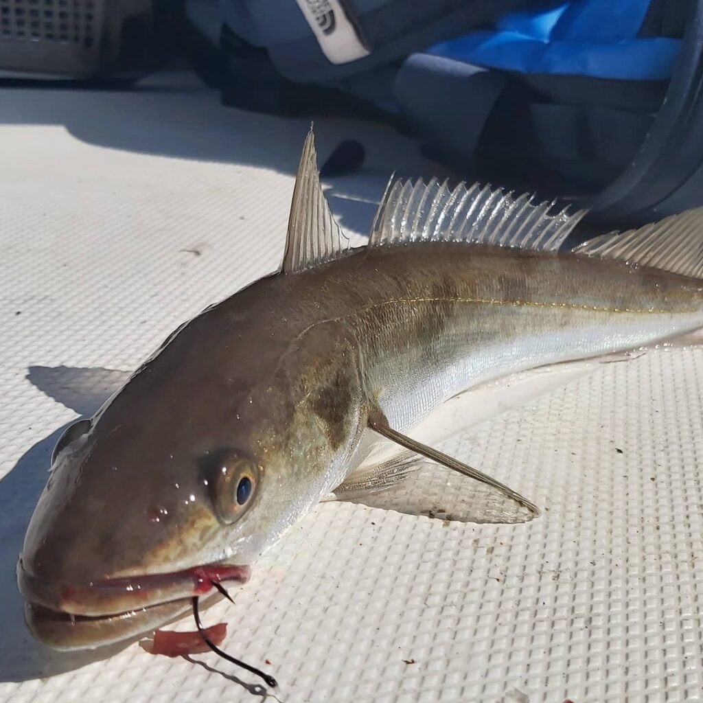 Sea Fishing Slovenia; Common Pandora, Mackrel, Golden Mackarel, Cuttlefish and Squid, Piper Gurnard, Whiting