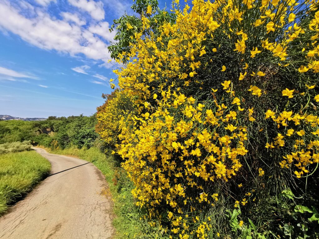 Istrian villages (eBike tour)