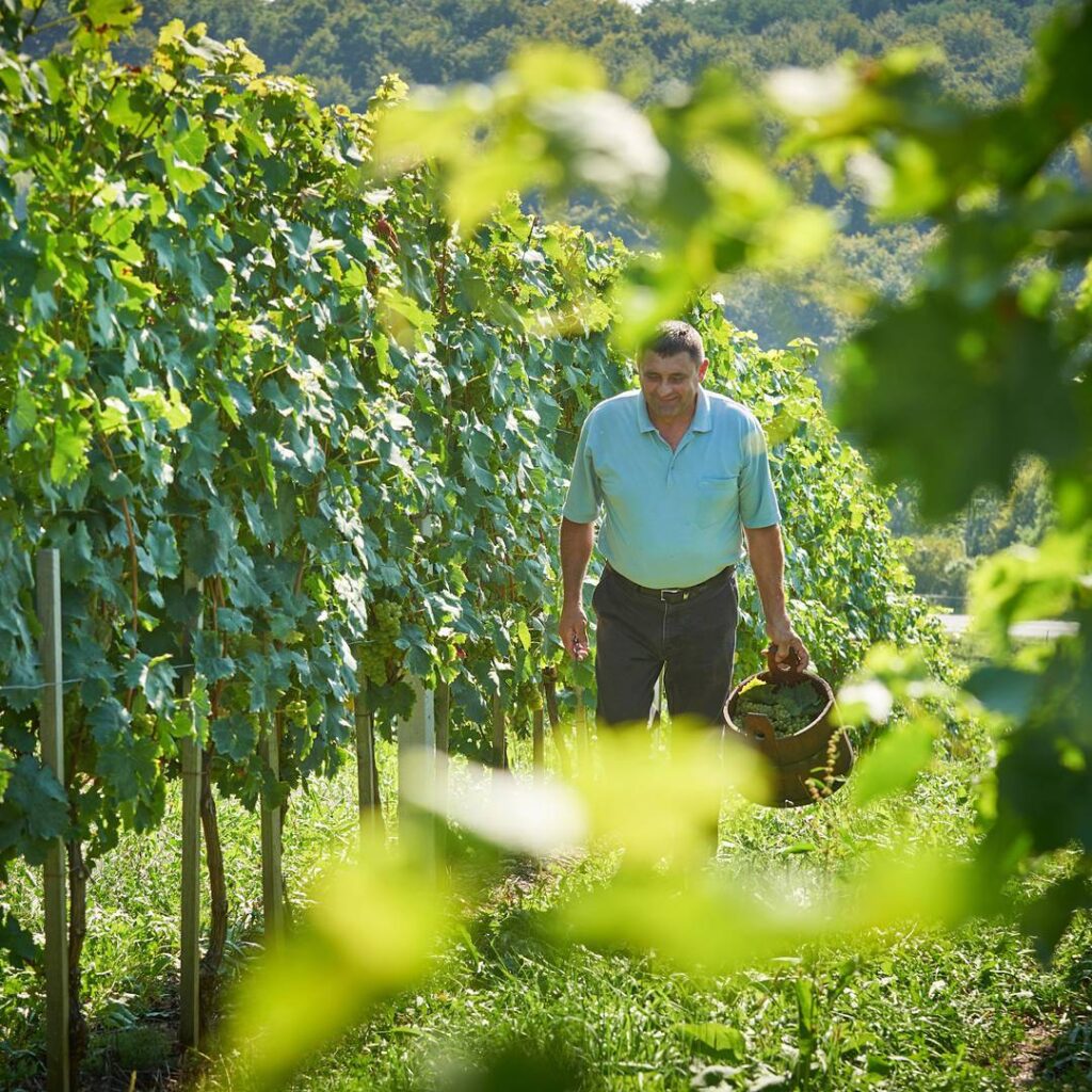 Wines of Istria - WINE TASTING Istria, Slovenia - Refošk and Malvazija