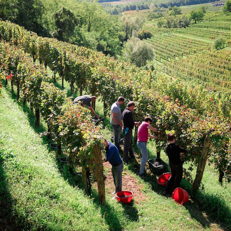 Wines of Istria - WINE TASTING Istria, Slovenia - Refošk and Malvazija