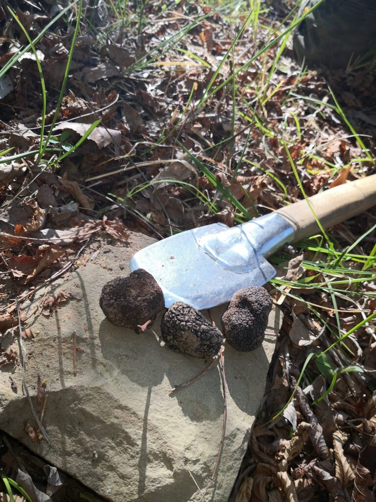 Truffle hunting Slovenia - Istria