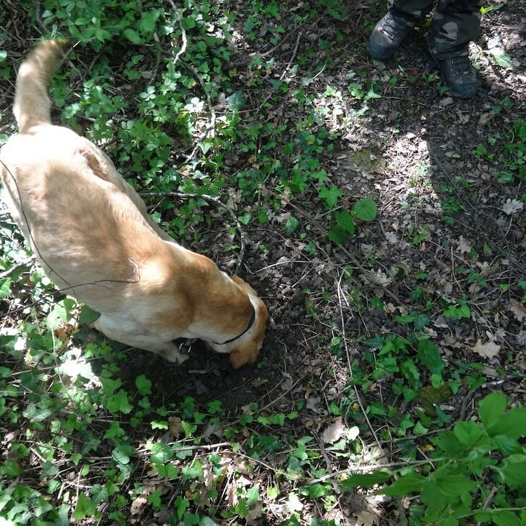 Truffle hunting Slovenia - Istria