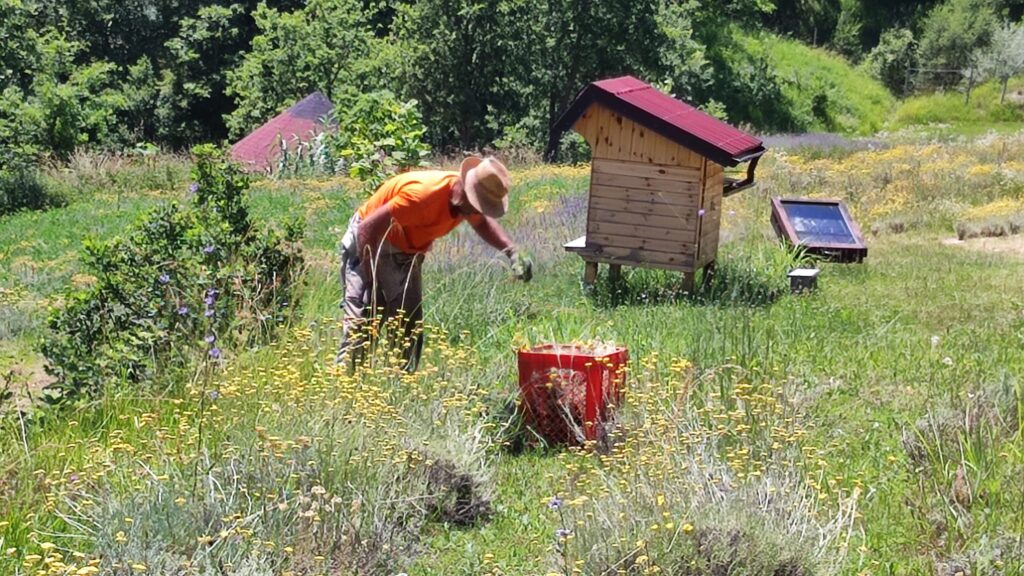 Slovenian Istra’s Herbal Paradise - Trsek, Dragonja