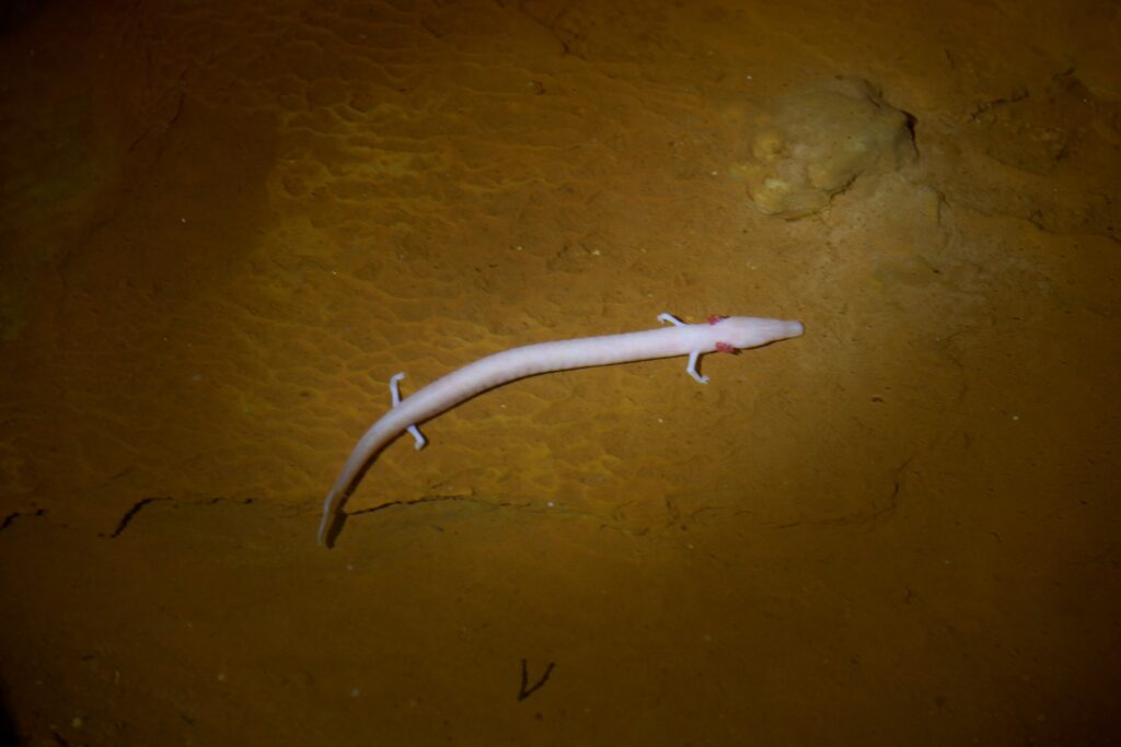 Škocjan Caves a miracle of nature in Slovenia