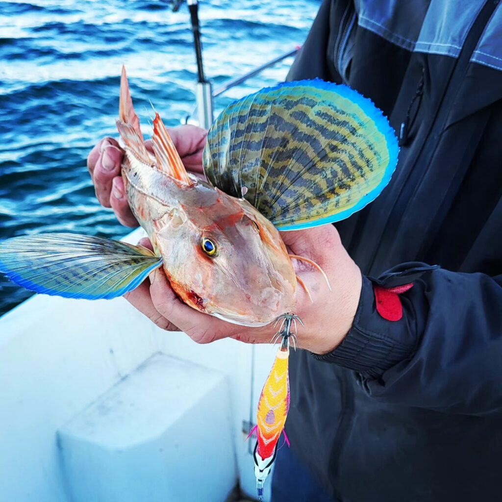 Sea Fishing Slovenia; Common Pandora, Mackrel, Golden Mackarel, Cuttlefish and Squid, Piper Gurnard, Whiting