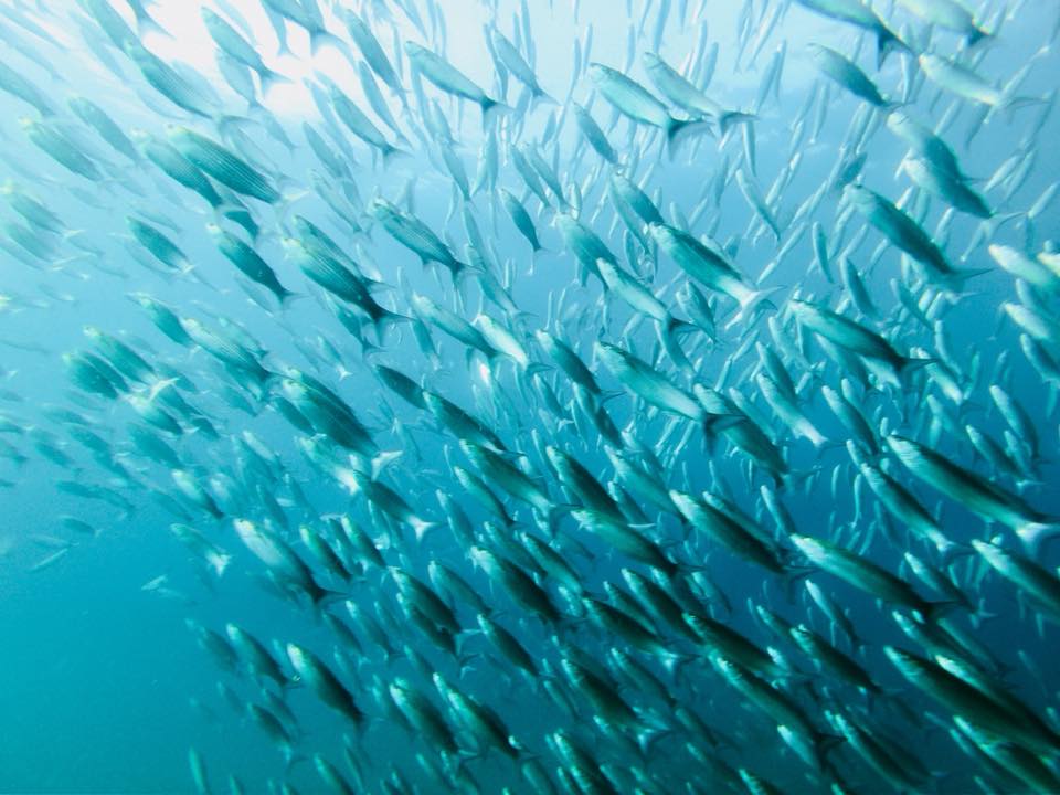 Scuba-diving in Slovenia, Koper, Žusterna: Diving Courses, Diving Equipment, Diving programs for children