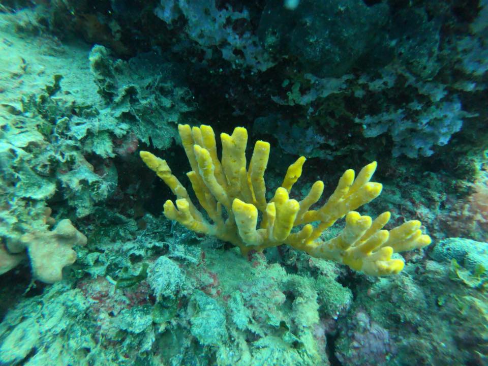 Scuba-diving in Slovenia, Koper, Žusterna: Diving Courses, Diving Equipment, Diving programs for children