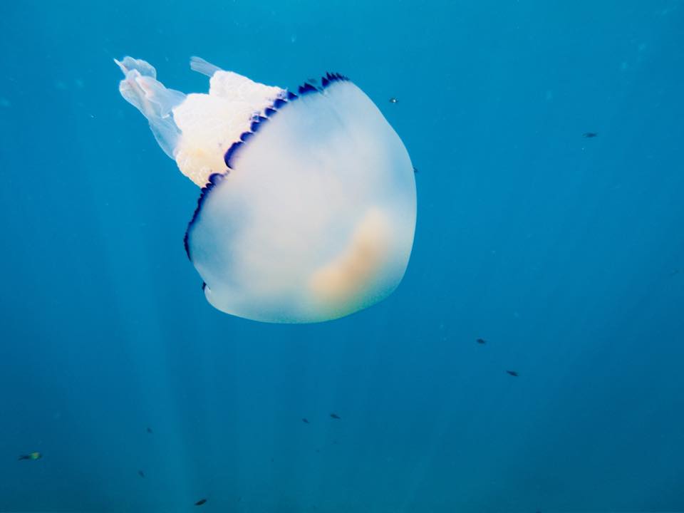 Scuba-diving in Slovenia, Koper, Žusterna: Diving Courses, Diving Equipment, Diving programs for children