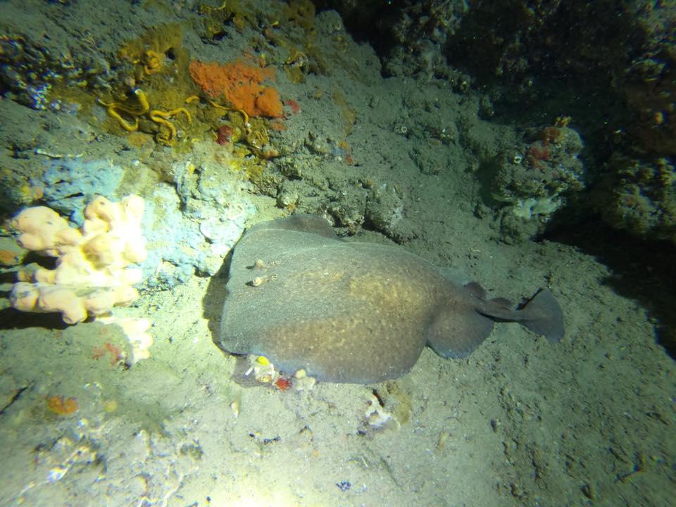 Scuba-diving in Slovenia, Koper, Žusterna: Diving Courses, Diving Equipment, Diving programs for children