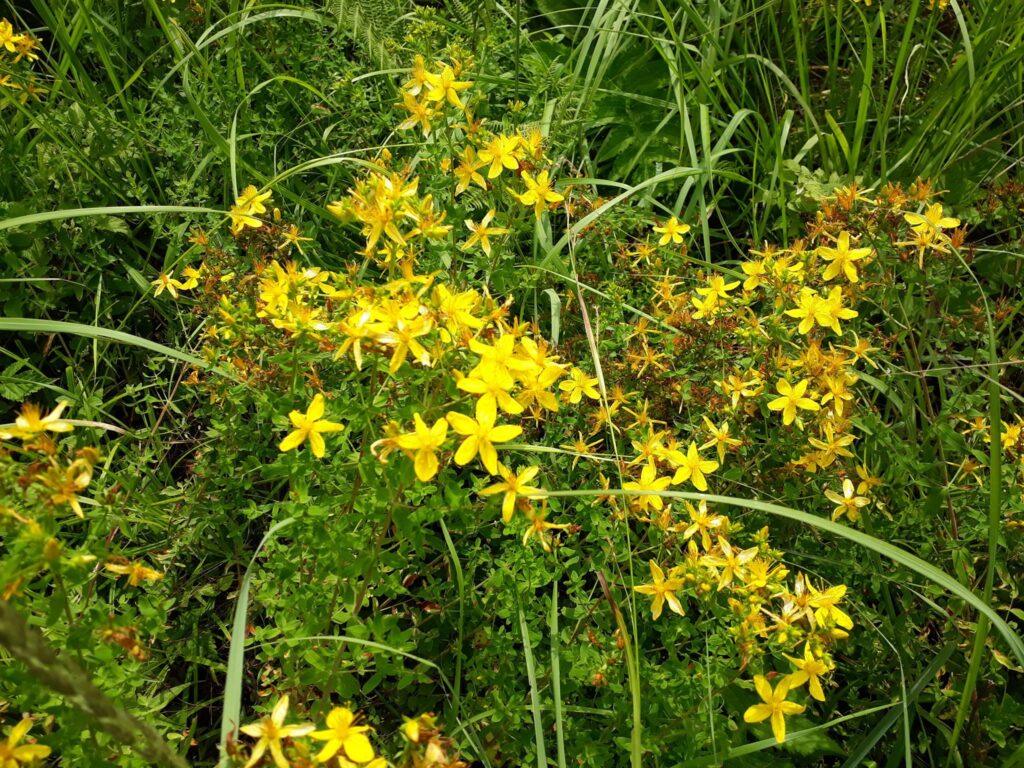 Slovenian Istra’s Herbal Paradise - Trsek, Dragonja