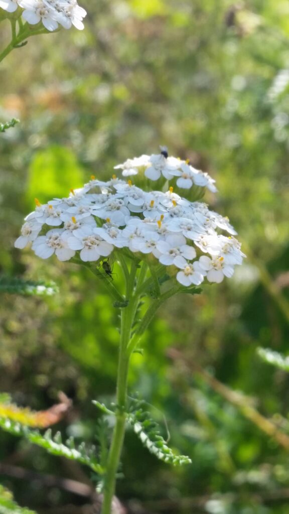 Slovenian Istra’s Herbal Paradise - Trsek, Dragonja