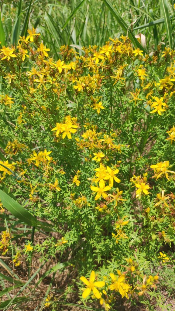 Slovenian Istra’s Herbal Paradise - Trsek, Dragonja