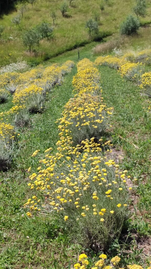 Slovenian Istra’s Herbal Paradise - Trsek, Dragonja