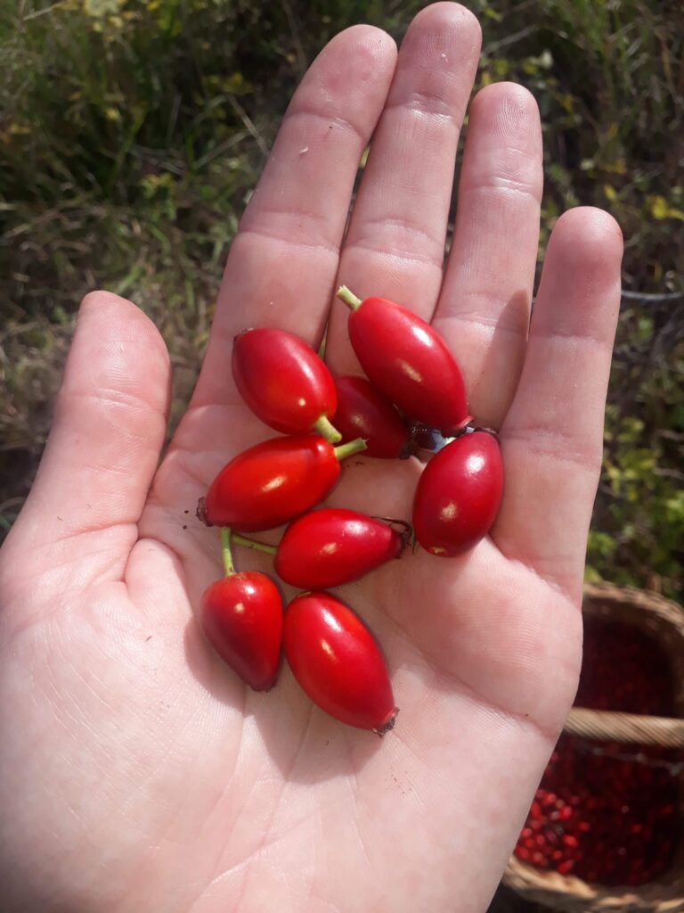Slovenian Istra’s Herbal Paradise - Trsek, Dragonja