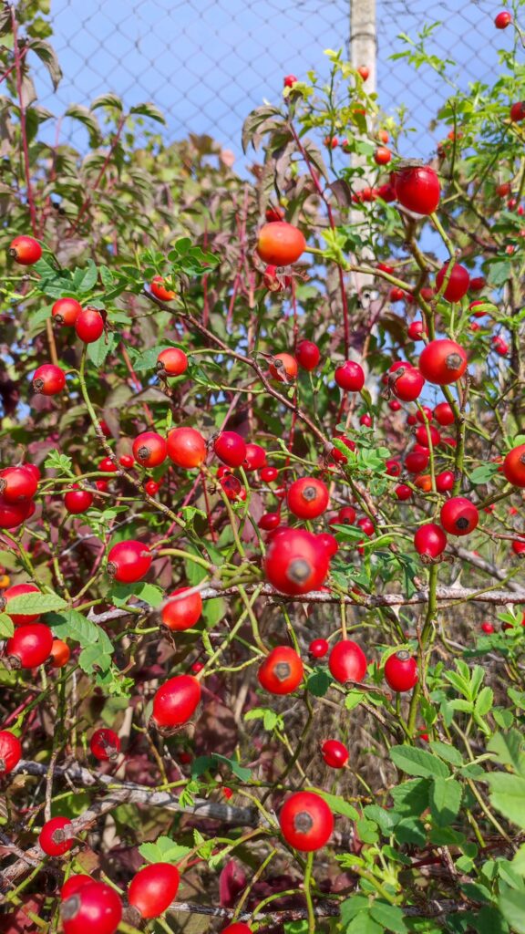 Slovenian Istra’s Herbal Paradise - Trsek, Dragonja