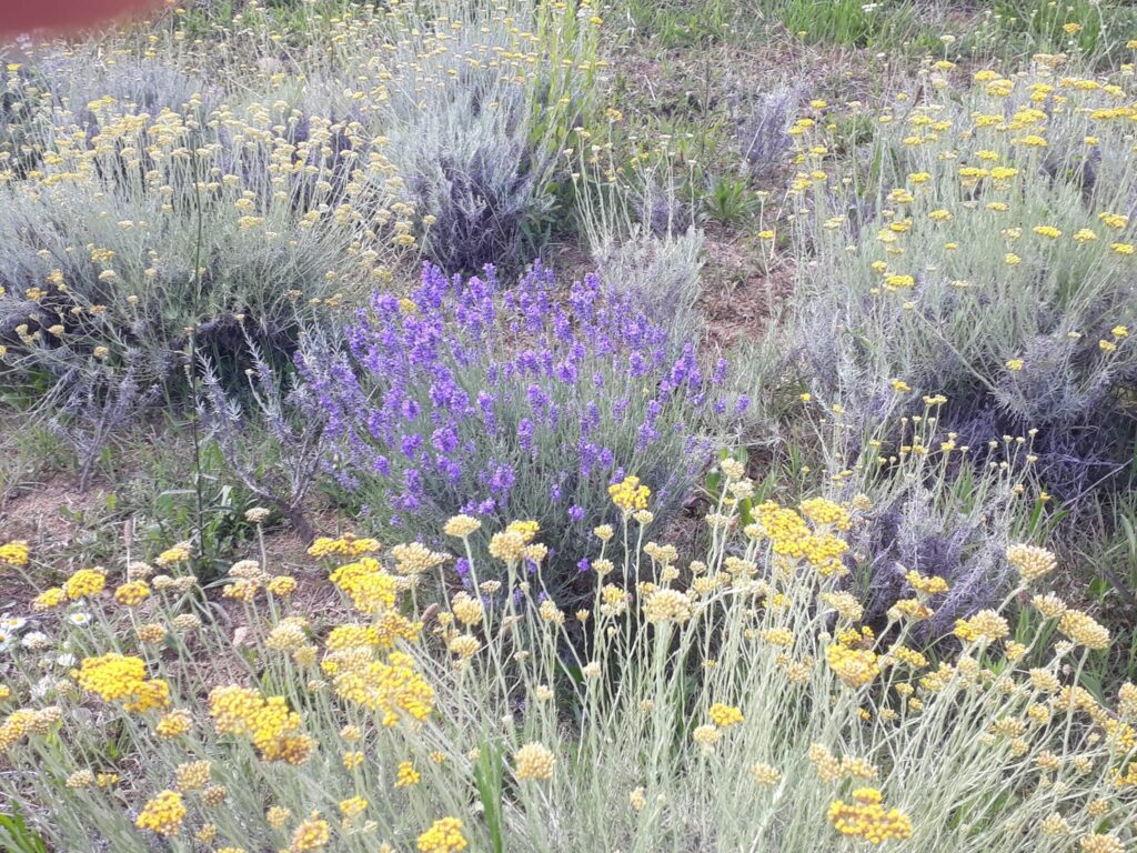 Slovenian Istra’s Herbal Paradise - Trsek, Dragonja