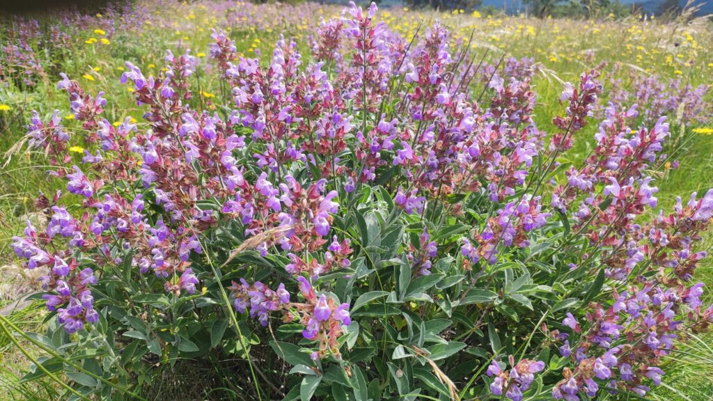 Slovenian Istra’s Herbal Paradise - Trsek, Dragonja