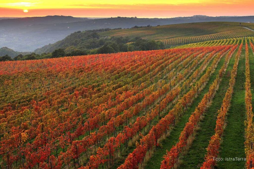 Wines of Istria - WINE TASTING Istria, Slovenia