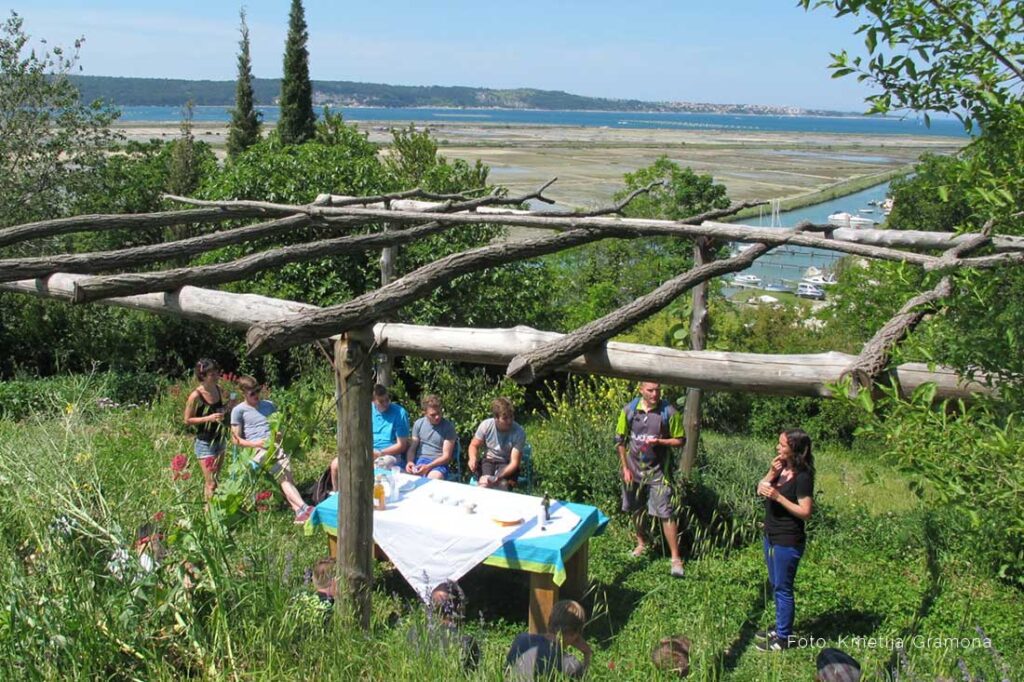 Cycling in Istria trough vineyards and olive groves