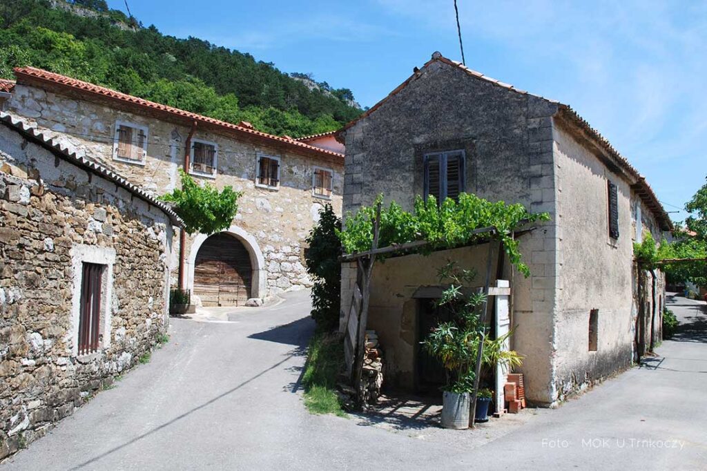 Cycling in Istria trough vineyards and olive groves