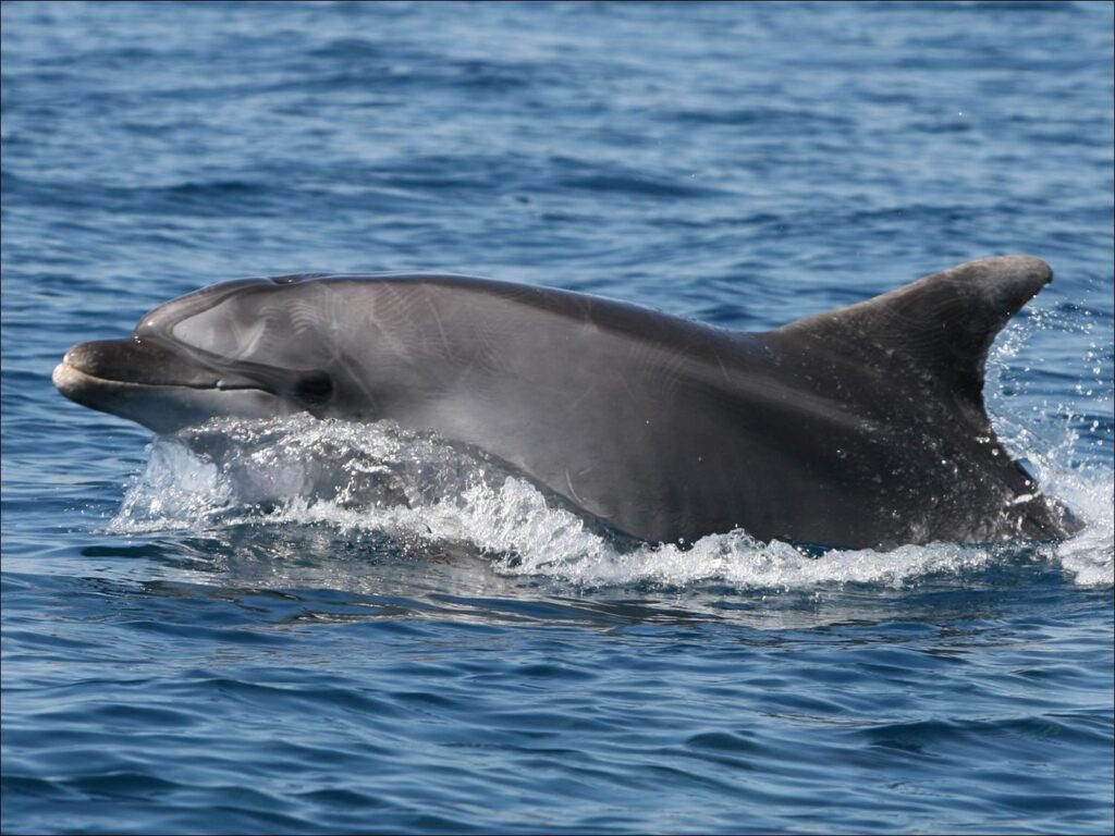 Discovering Istria and the Brijuni National Park by sailboat! Itinerary: IZOLA - BRIJUNI NATIONAL PARK - ROVINJ - POREČ - PIRAN - IZOLA