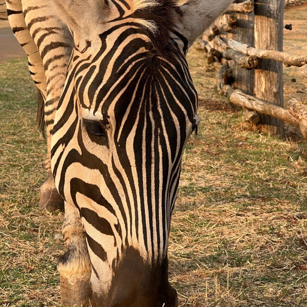Discovering Istria and the Brijuni National Park by sailboat! Itinerary: IZOLA - BRIJUNI NATIONAL PARK - ROVINJ - POREČ - PIRAN - IZOLA
