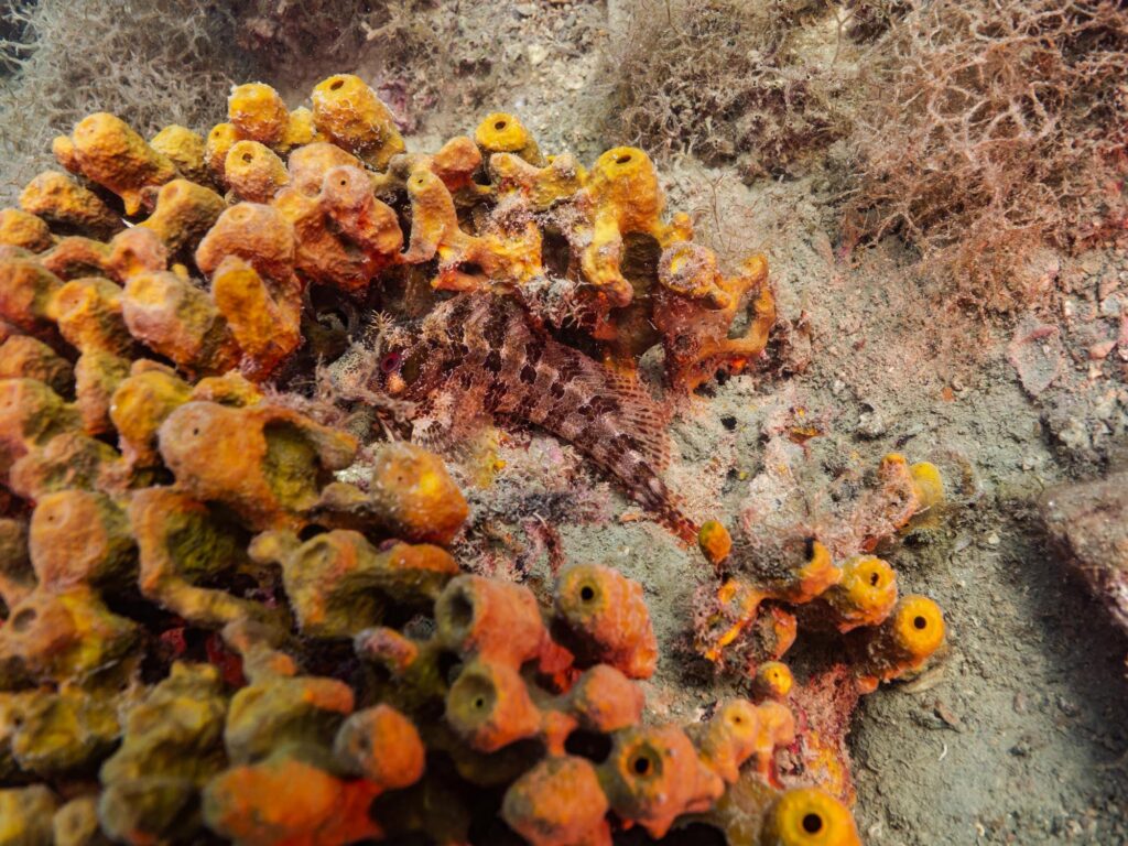 Nemo Divers - Fiesa, Scubadiving in Slovenia, Piran, Strunjan, Izola, Koper, Fiesa