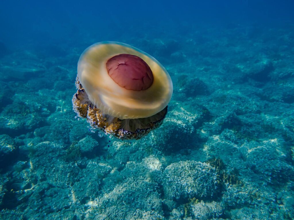 Nemo Dive Club Nemo dive centers - Fiesa, Scubadiving in Slovenia, Piran,