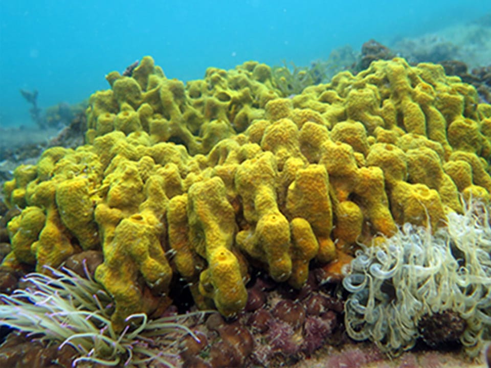 Diving Center Sharky - Fiesa, Scubadiving in Slovenia, Fiesa reef, Piran, Strunjan
