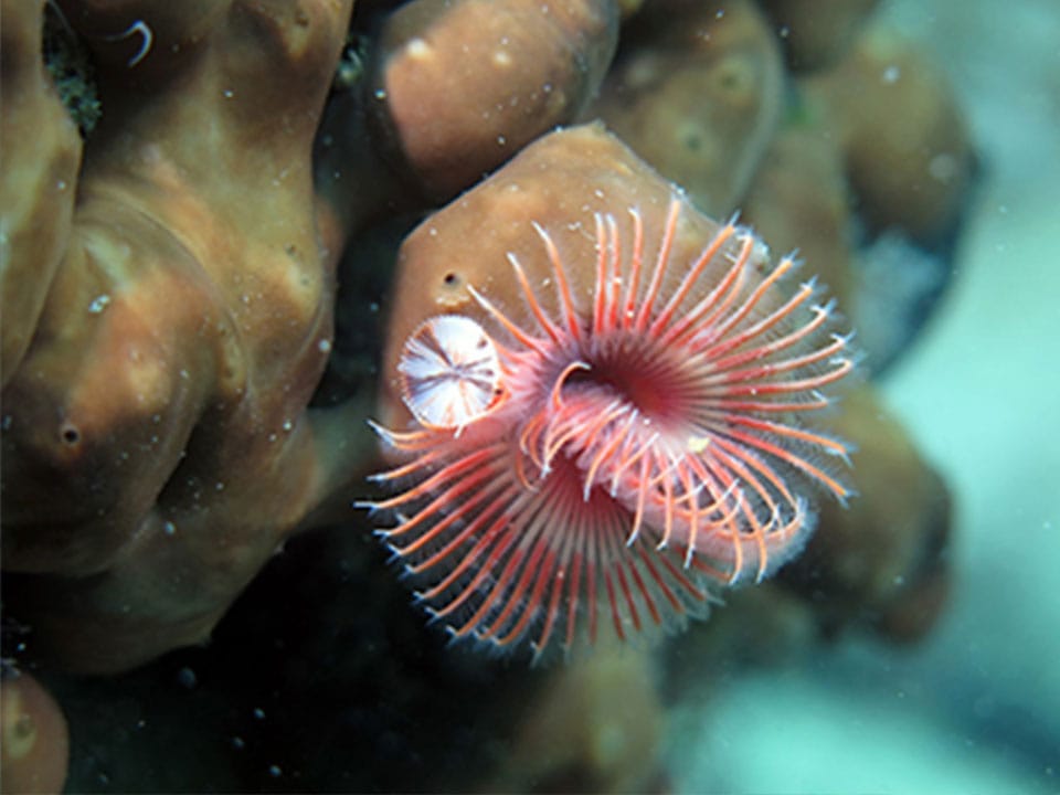 Diving Center Sharky - Fiesa, Scubadiving in Slovenia, Fiesa reef, Piran, Strunjan