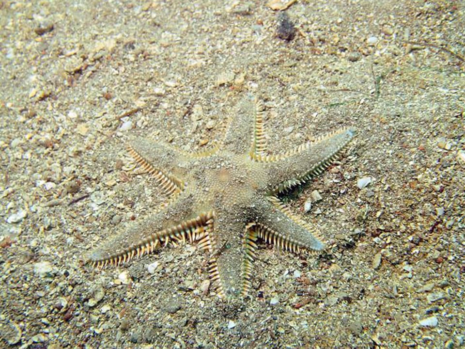 Diving Center Sharky - Fiesa, Scubadiving in Slovenia, Fiesa reef, Piran, Strunjan