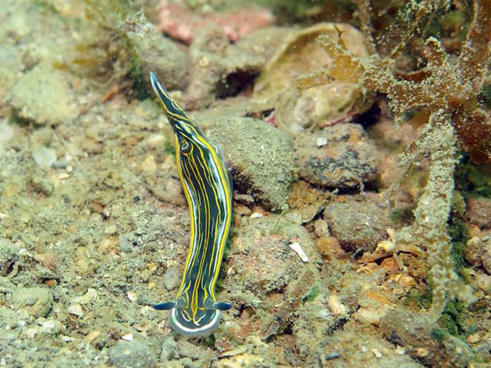 Diving Center Sharky - Fiesa, Scubadiving in Slovenia, Fiesa reef, Piran, Strunjan
