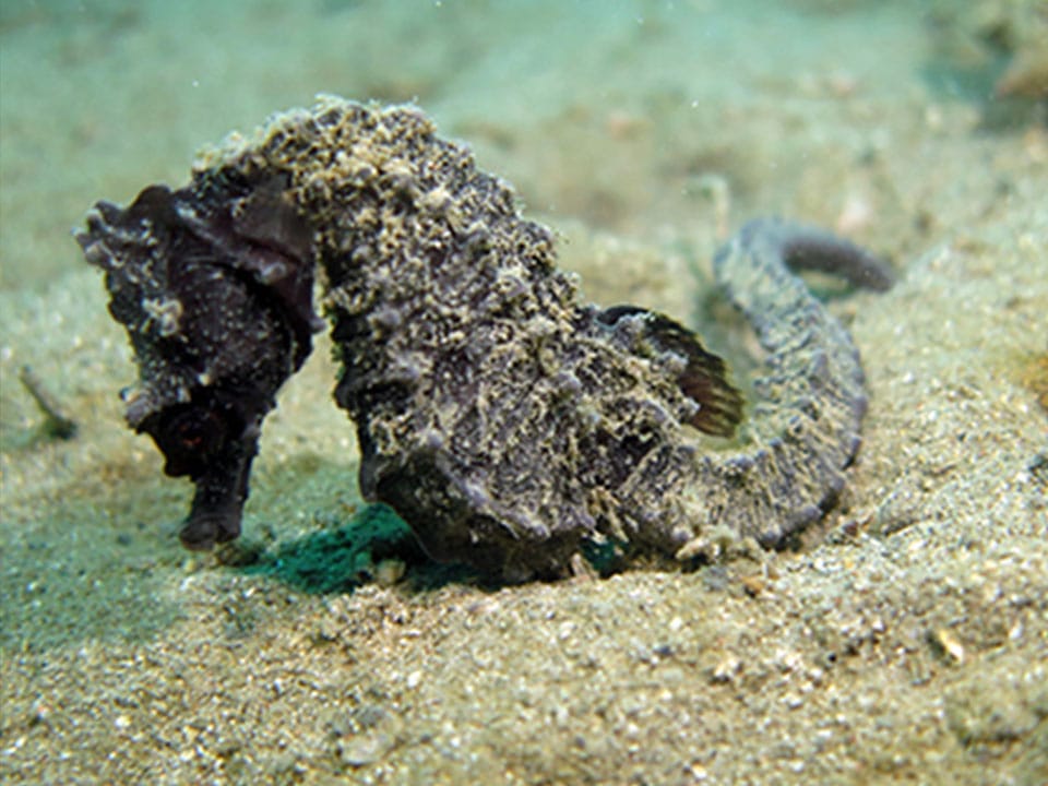 Diving Center Sharky - Fiesa, Scubadiving in Slovenia, Fiesa reef, Piran, Strunjan