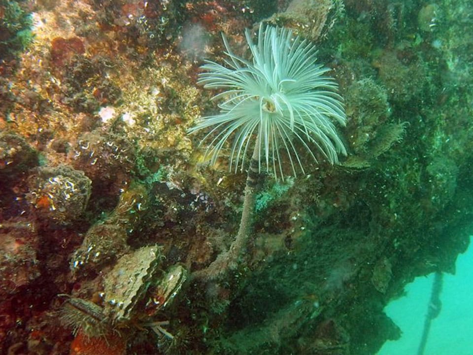 Diving Center Sharky - Fiesa, Scubadiving in Slovenia, Fiesa reef, Piran, Strunjan