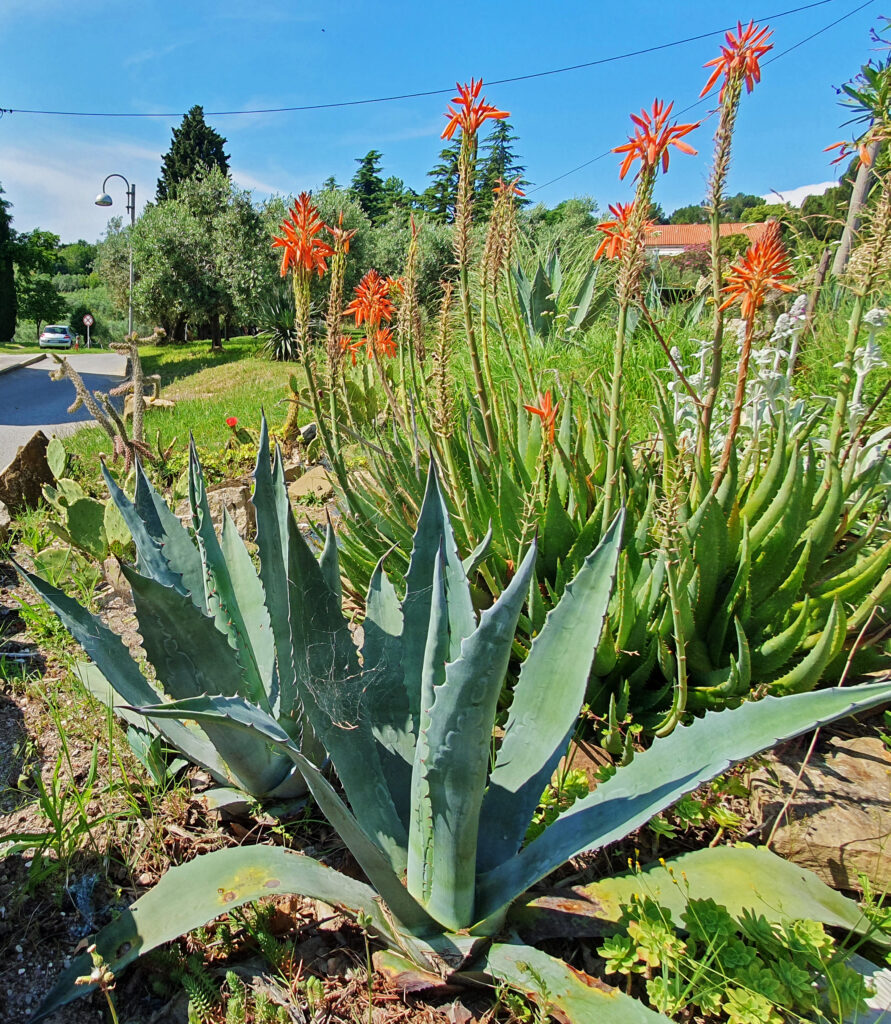 Moon Bay Strunjan, Izola, Slovenia, Nature reserve park