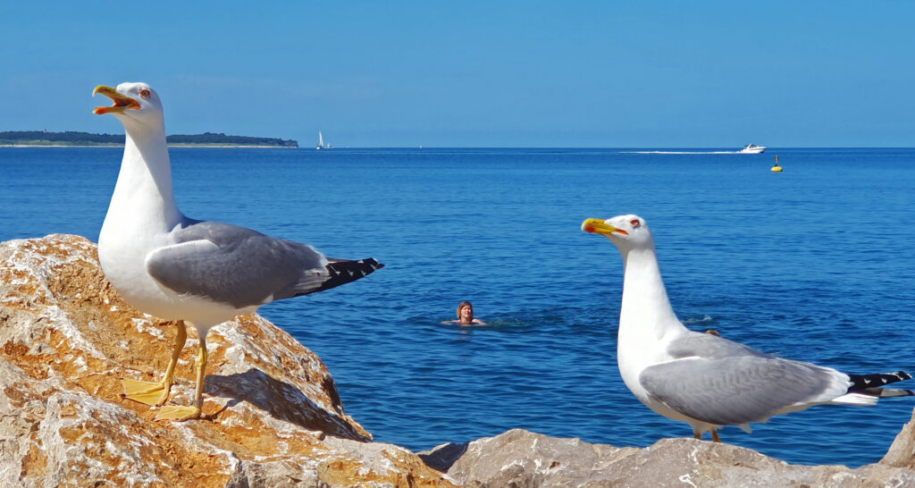 Beaches by the Piran breakwaters - Piran Beaches, Slovenian coast line, Old city of Piran