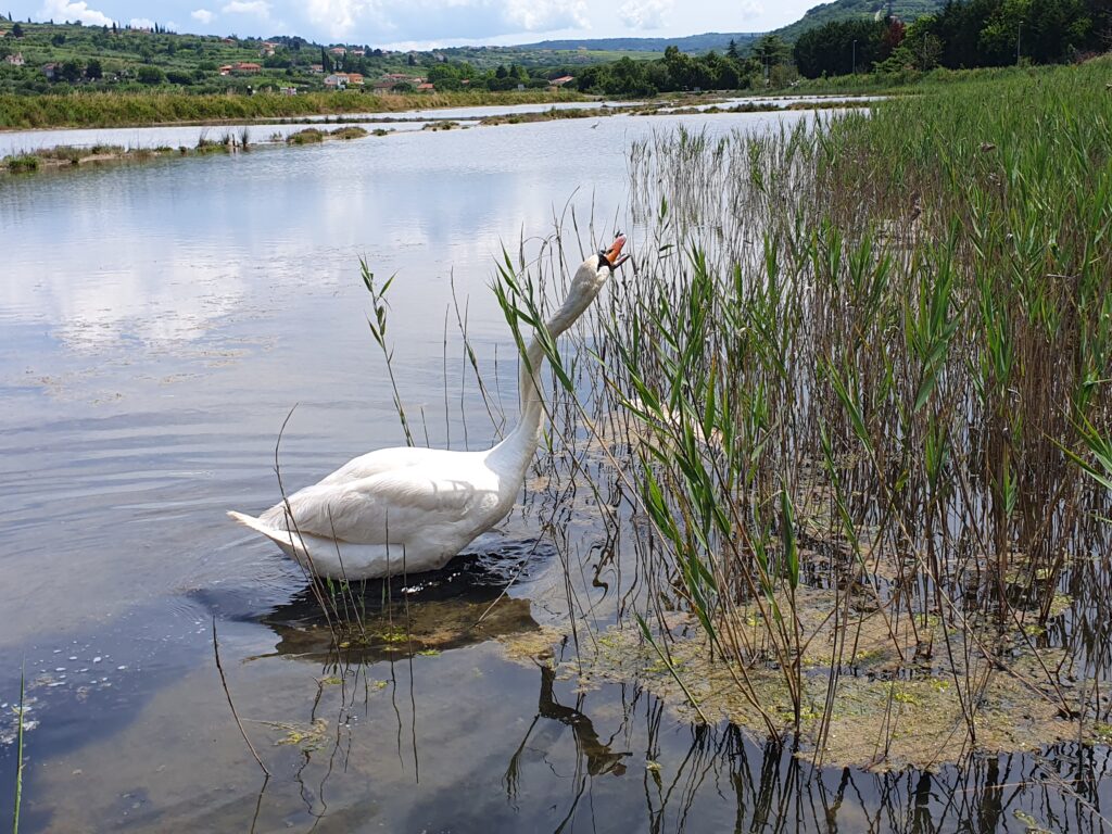 Strunjan Salt Pans , Strunjan, Izola, Slovenia