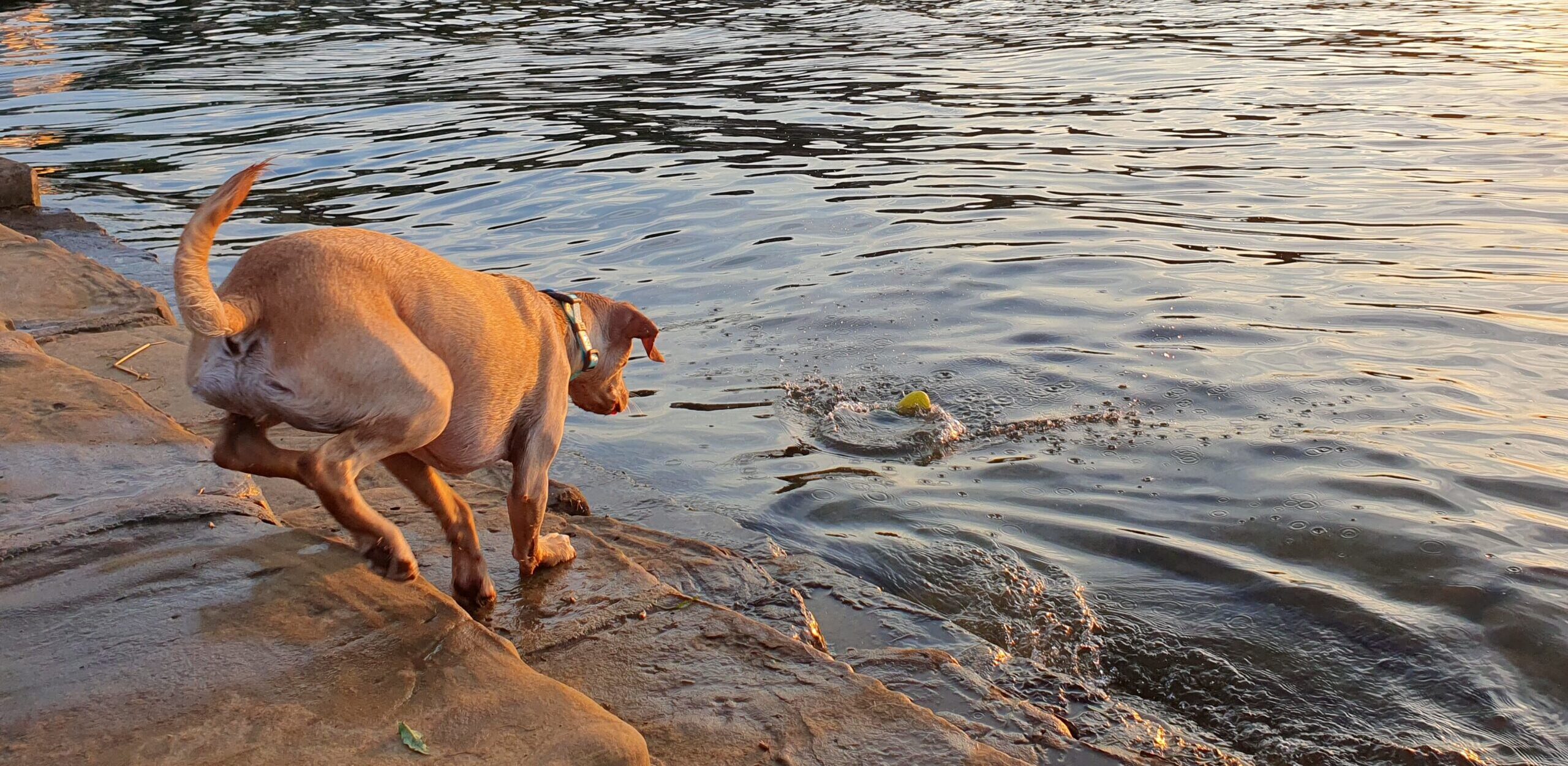 Dog Beach - Koper, Slovenia coast line