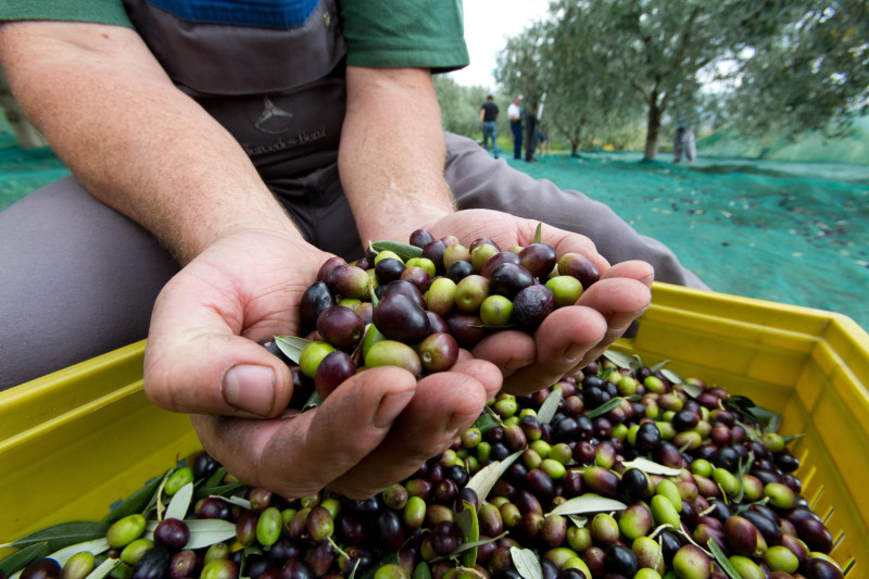 Extra virgin olive oil Morgan - Tasting and Shopping