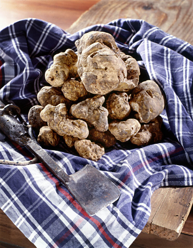 Truffle Hunting Motovun, Croatia