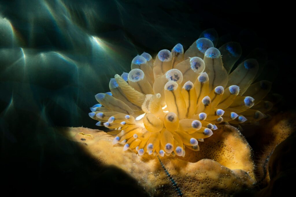 Trieste Castle Miramare - Marine Reserve of Miramare - Scubadiving and Diving