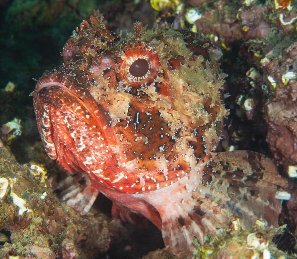 Trieste Castle Miramare - Marine Reserve of Miramare - Scubadiving and Diving