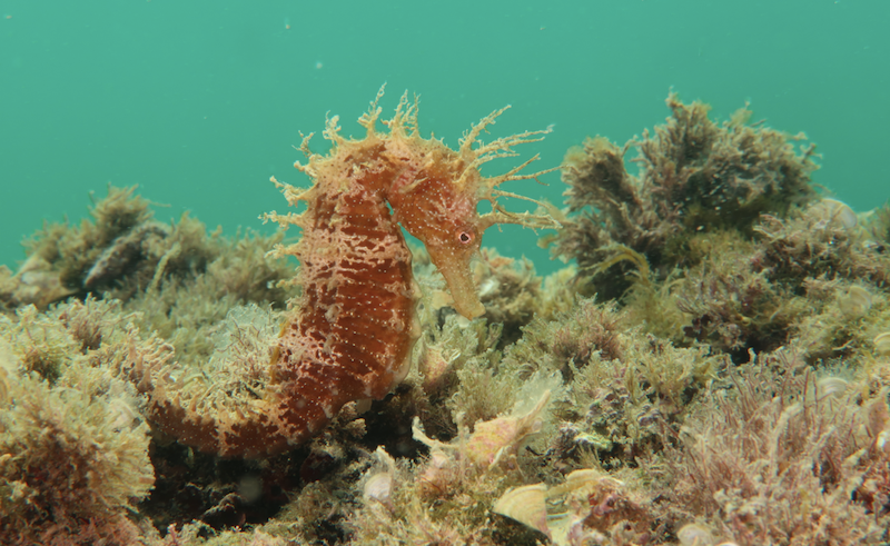 Trieste Castle Miramare - Marine Reserve of Miramare - Scubadiving and Diving