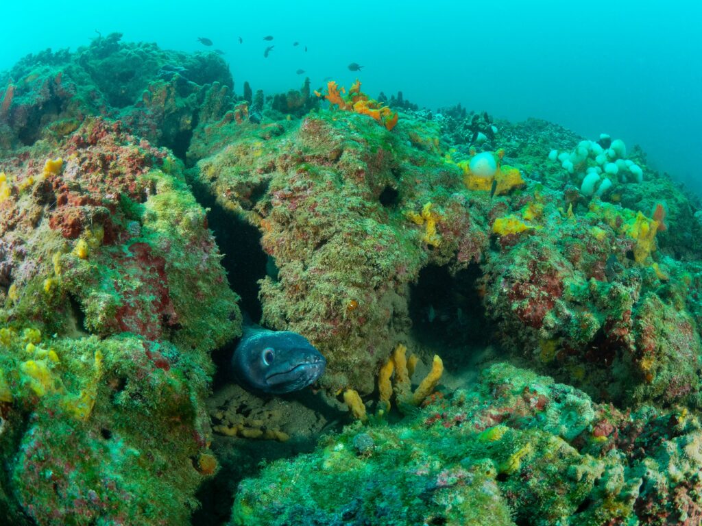 Trieste Castle Miramare - Marine Reserve of Miramare - Scubadiving and Diving