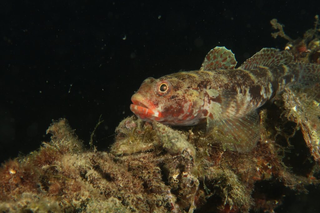 Trieste Castle Miramare - Marine Reserve of Miramare - Scubadiving and Diving