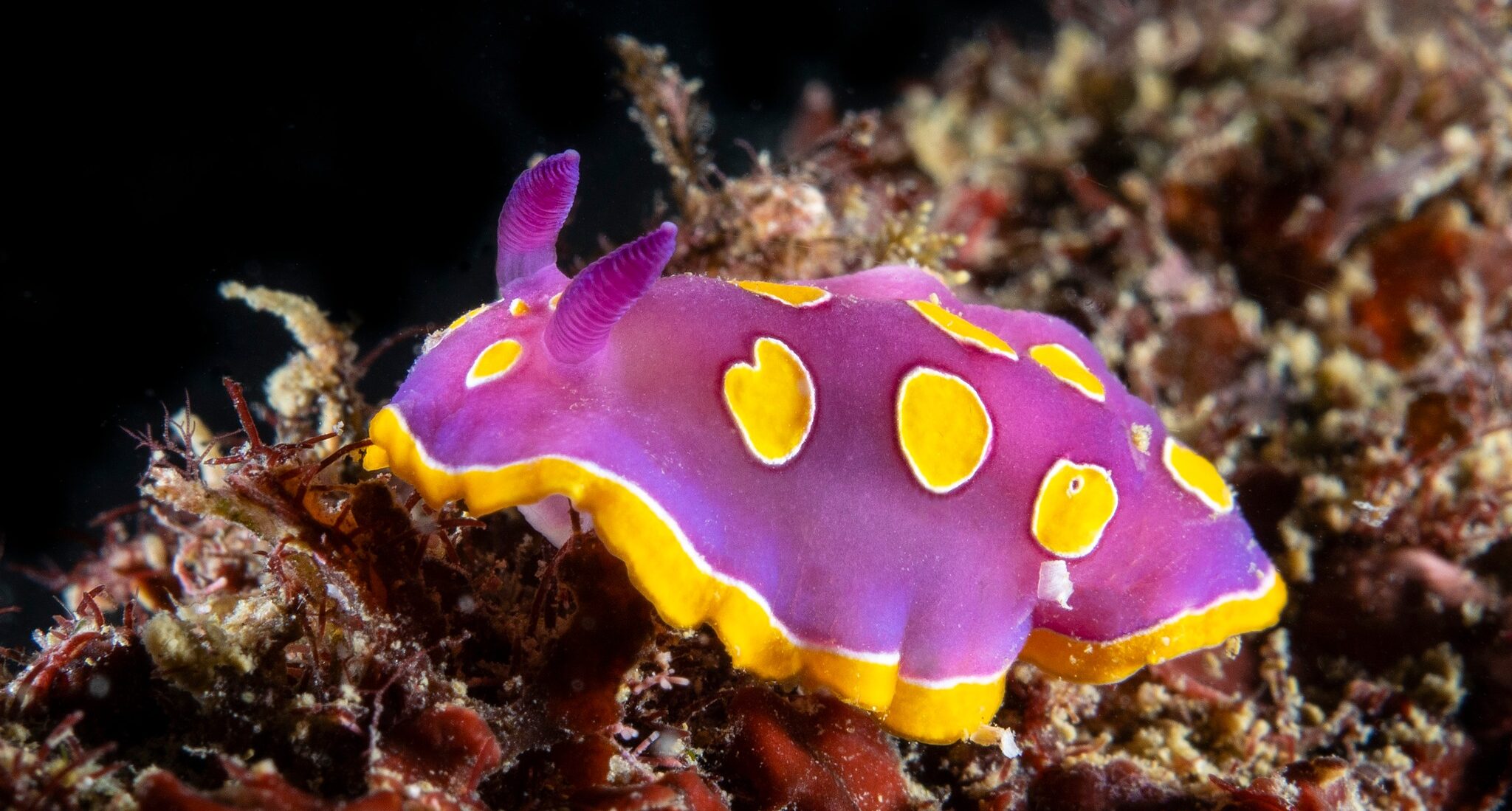 Trieste Castle Miramare - Marine Reserve of Miramare - Scubadiving and Diving