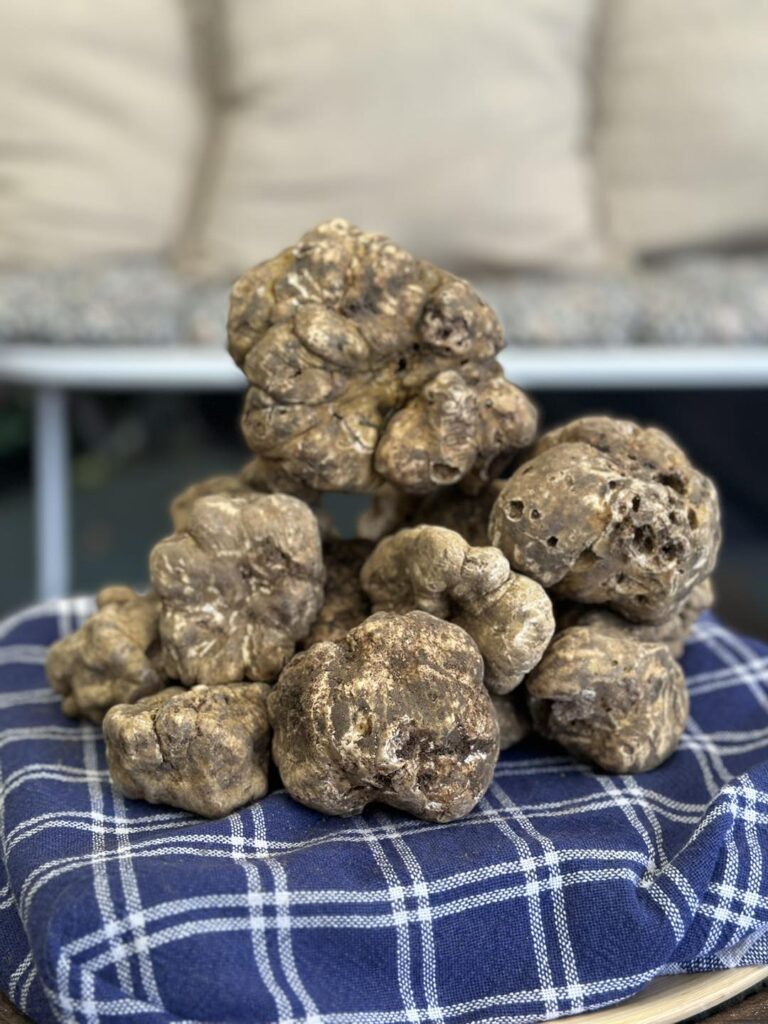 Zigante Truffles - Fresh wild truffles, truffle sauces, truffle spices from Istria